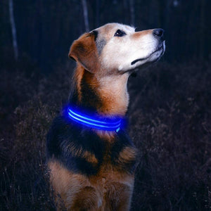 LED Dog Collar to Keep Your Dog Safe Money Back Guarantee High Quality Flashing Dog Collar with Extra Batteries