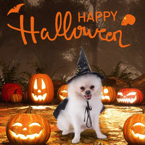 Dog Costume, Halloween Costumes for Small Dogs, Creative Dog Cape with Witch Hat, Halloween Pet Costume