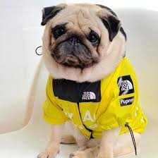 Dog Raincoat Rain Jacket Waterproof Winter Clothes Windproof Dog Jacket Fashion Pet Clothing for Medium Large Dogs