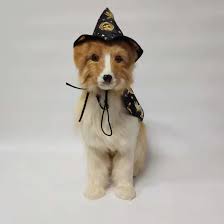 Dog Costume, Halloween Costumes for Small Dogs, Creative Dog Cape with Witch Hat, Halloween Pet Costume